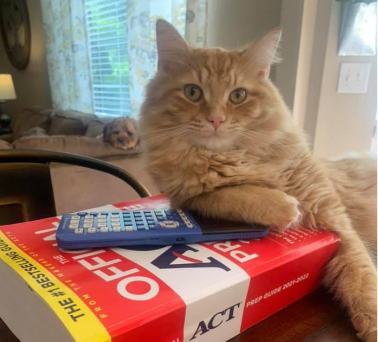 Cat with ACT study book